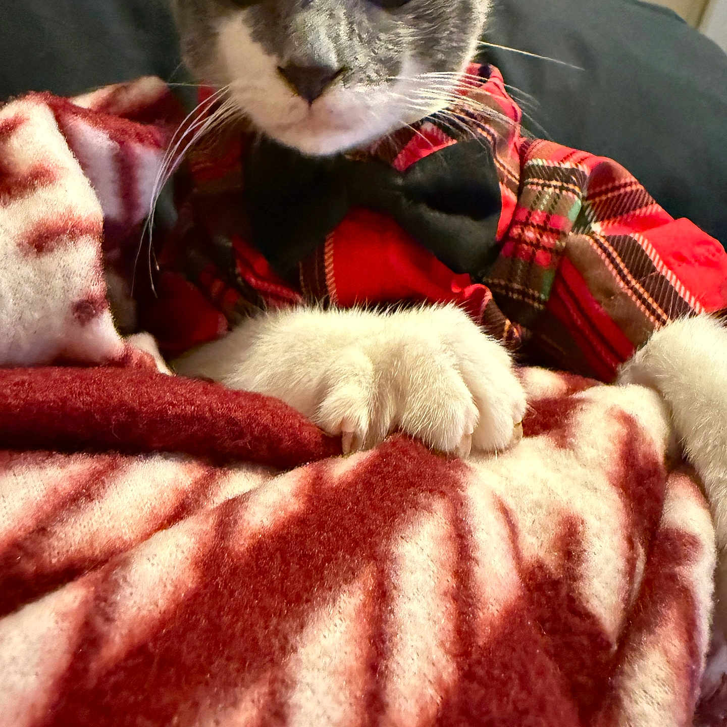 Furball