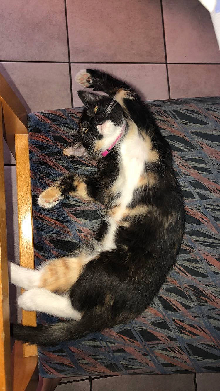 Leya a rejoint le concours — aidez-le/la à gagner de superbes lots ! carnivore, cat, domestic_short_haired_cat, european_shorthair, felidae, fur, mammal, small_to_medium_sized_cats, tail, whiskers