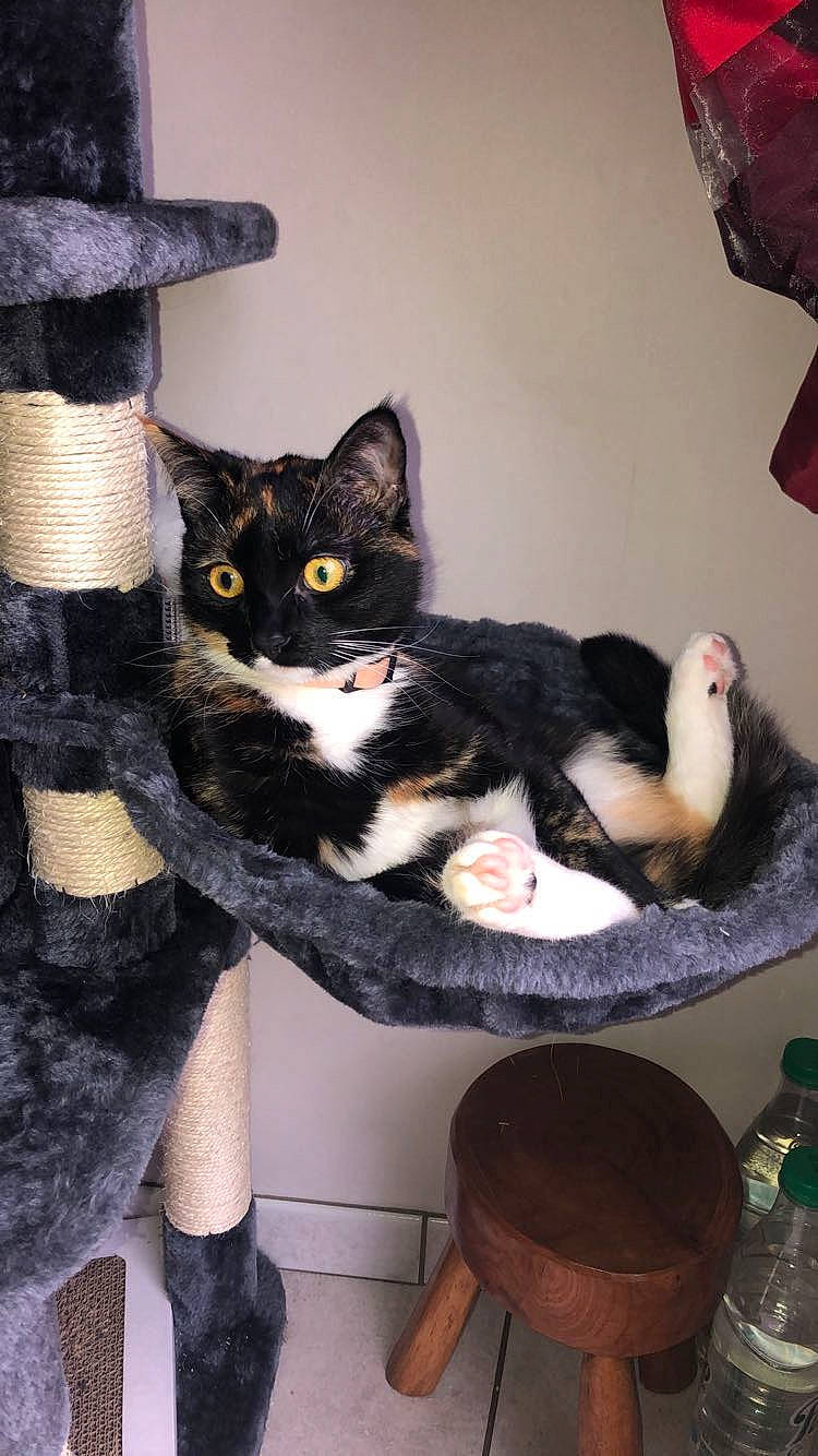 Leya participe au concours pour gagner de l'argent avec cette photo : american_shorthair, black_cat, carnivore, cat, claw, domestic_short_haired_cat, european_shorthair, felidae, fur, kitten, polydactyl_cat, small_to_medium_sized_cats, tail, whiskers