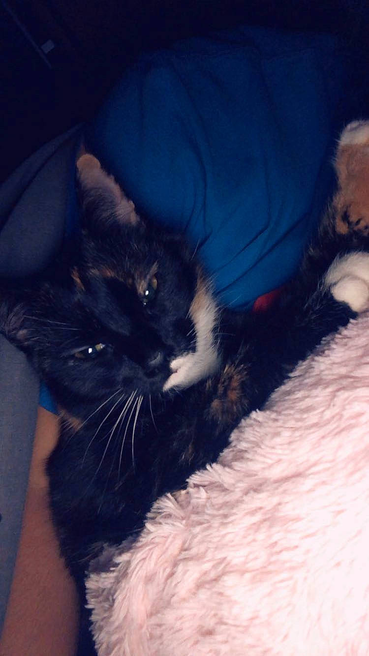 Leya a rejoint le concours — aidez-le/la à gagner de superbes lots ! black, black_cat, black_hair, carnivore, cat, cloud, ear, eye, felidae, fur, iris, kitten, leg, night, nose, skin, sky, small_to_medium_sized_cats, tail, whiskers