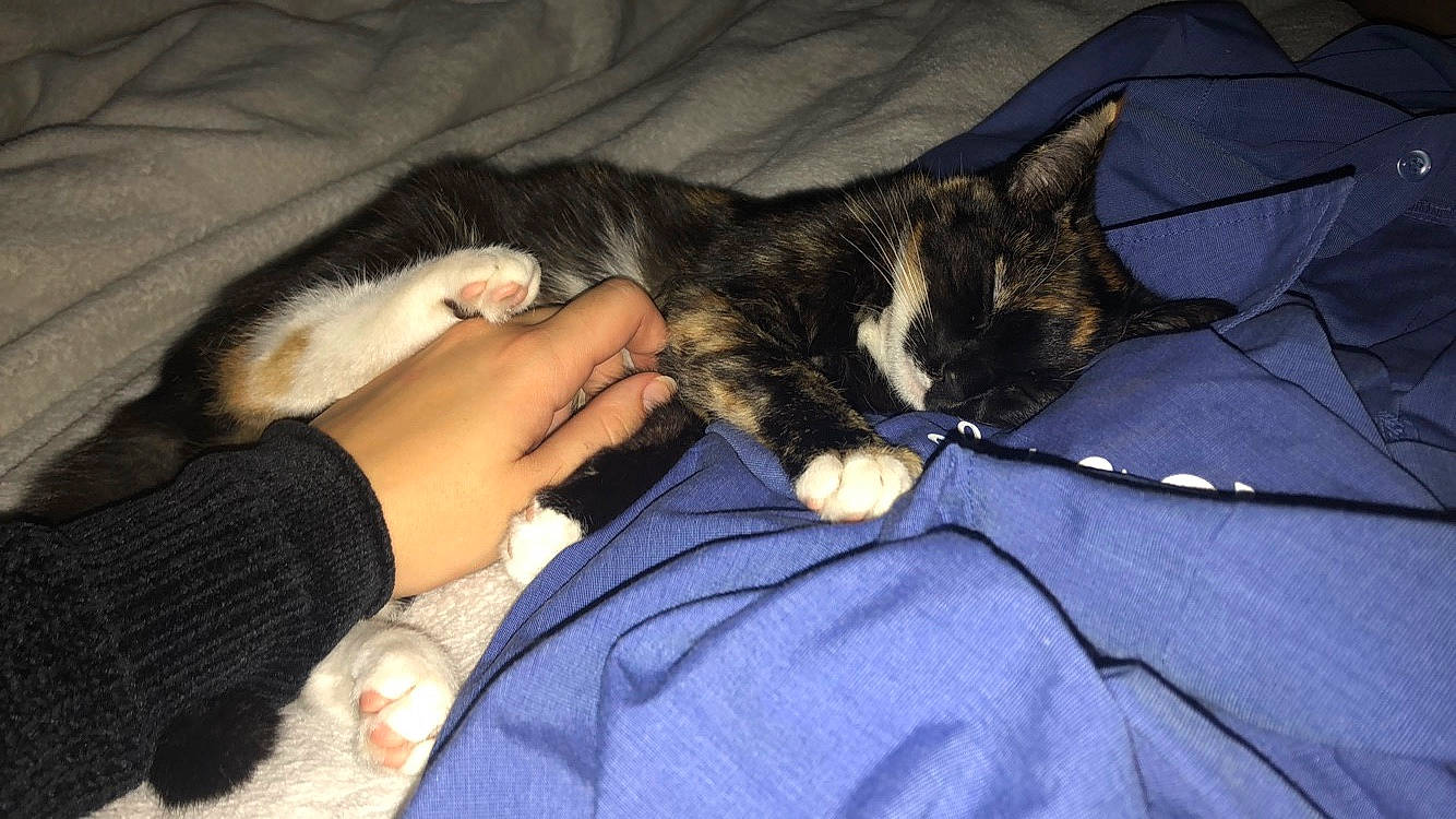 Leya participe au concours pour gagner de l'argent avec cette photo : asian, carnivore, cat, claw, domestic_short_haired_cat, ear, european_shorthair, felidae, fur, german_rex, lap, sleep, small_to_medium_sized_cats, whiskers