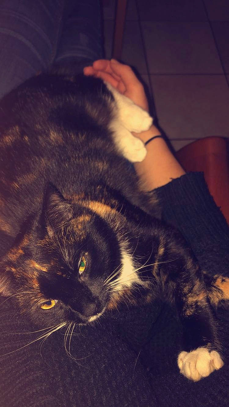 Leya participe au concours pour gagner de l'argent avec cette photo : asian, black, black_cat, black_hair, carnivore, cat, domestic_short_haired_cat, ear, european_shorthair, eye, felidae, fur, hand, night, nose, photography, sky, small_to_medium_sized_cats, snout, whiskers