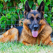 Raika a rejoint le concours — aidez-le/la à gagner de superbes lots ! dog, german_shepherd, grass, outdoor, pet, animal, canine, tongue_out, fence, greenery, leafy_plants, portrait, resting, fur, ears, nature, summer, daylight, closeup, mammal