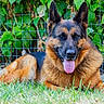 dog, german_shepherd, grass, outdoor, pet, animal, canine, tongue_out, fence, greenery, leafy_plants, portrait, resting, fur, ears, nature, summer, daylight, closeup, mammal
