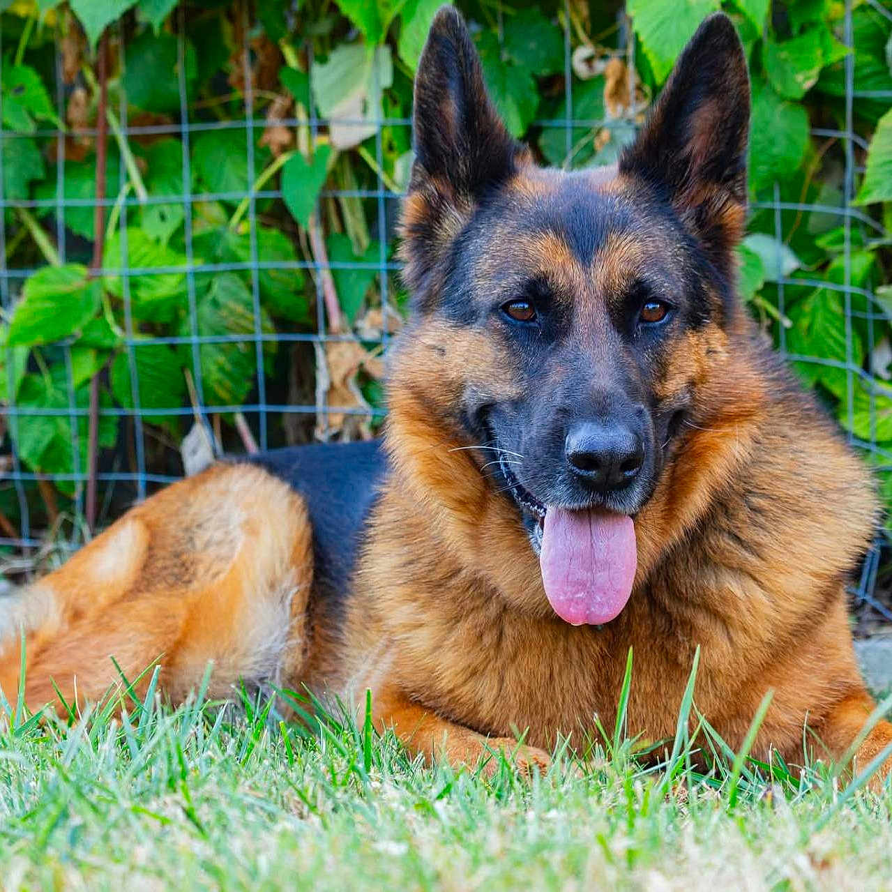Raika