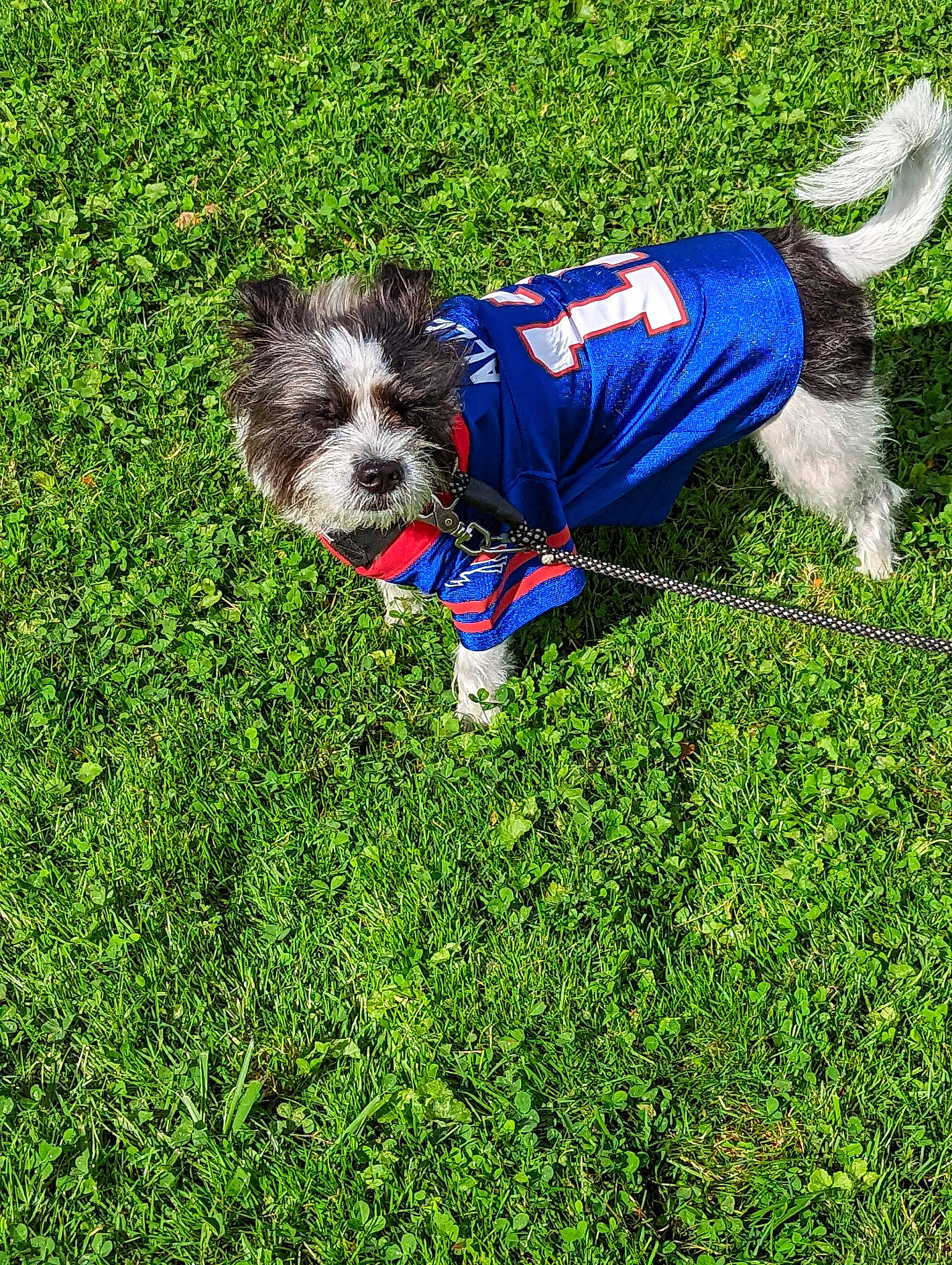 Chloe is registered to the contest to win money with this photo: canidae, carnivore, collar, companion_dog, dog, dog_breed, dog_clothes, dog_collar, dog_supply, electric_blue, grass, groundcover, lawn, pet_supply, plant, small_terrier, sporting_group, terrier, toy_dog, water_dog