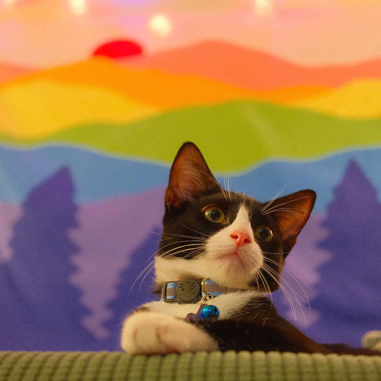Haru is registered to the contest to win money with this photo: abyssinian, accessories, animal, architecture, blanket, building, cat, collar, couch, curtain, furniture, indoors, kitten, leash, livingroom, manx, pet, room, siamese, strap