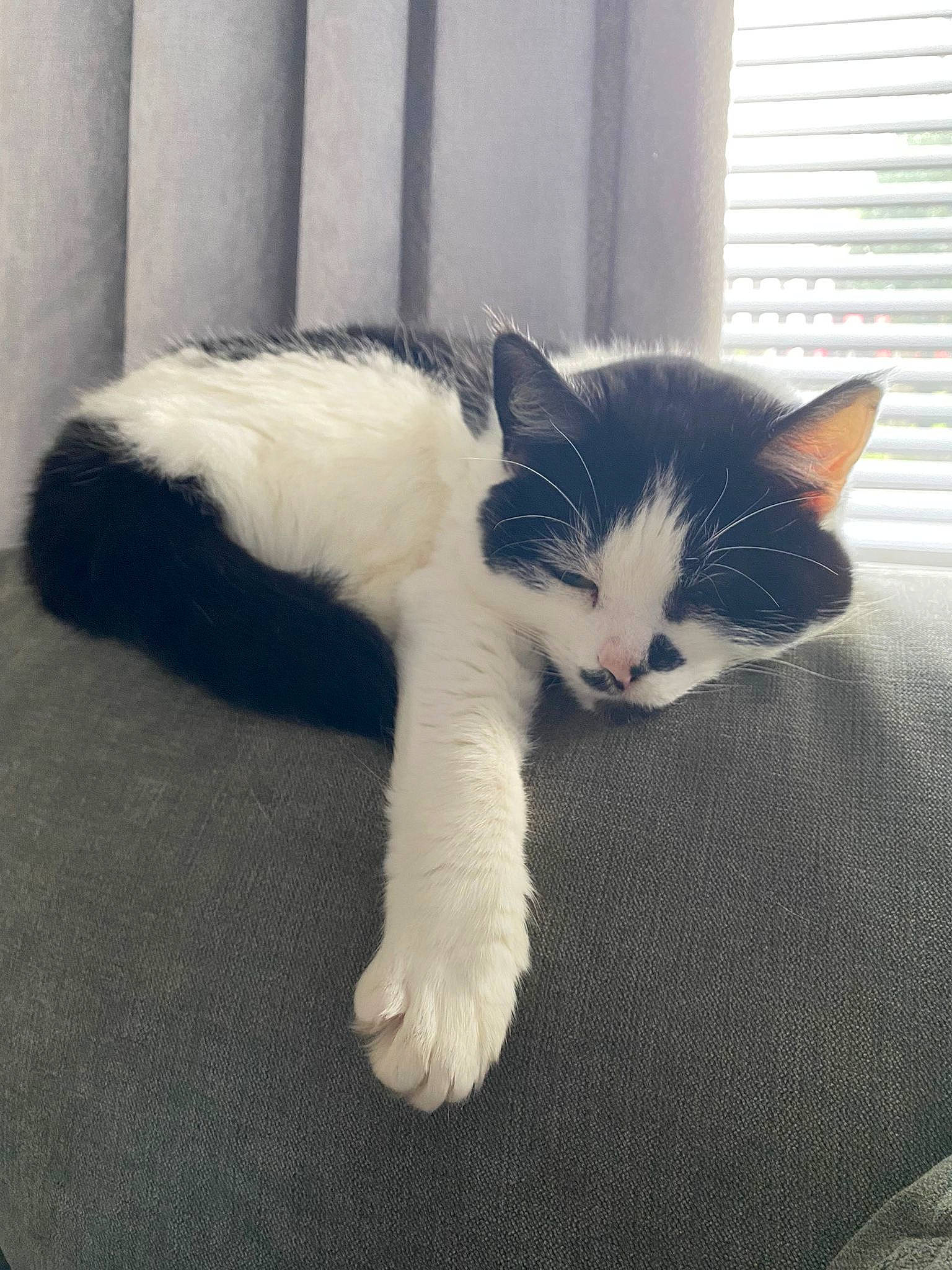 Oreo is registered to the contest to win money with this photo: carnivore, cat, claw, comfort, domestic_short_haired_cat, eye, felidae, flooring, foot, fur, human_leg, paw, sitting, small_to_medium_sized_cats, snout, tail, terrestrial_animal, whiskers, window, window_blind