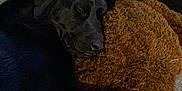 Frank is registered to the contest to win money with this photo: black_dog, stuffed_toy, teddy_bear, indoor, snuggling, sleepy, cozy, furry, pet, animal, relaxing, soft_toy, carpet, couch, home, comfort, resting, close_up, mammal, cute