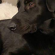 Frank is registered to the contest to win money with this photo: black_dog, dog, pet, indoor, close_up, bed, blanket, fur, animal, canine, relaxed, resting, portrait, brown_eyes, painting, wall, comfort, home, cozy, furniture
