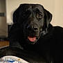 Frank is registered to the contest to win money with this photo: dog, black_dog, pet, animal, close_up, tongue_out, blanket, indoor, cozy, resting, fur, cute, companion, mammal, portrait, face, expression, domestic_animal, canine, friendly