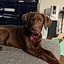 Penny joined the competition — help win amazing prizes! dog, labrador, puppy, brown_dog, pet, indoor, couch, living_room, collar, tag, floor, furniture, relaxed, animal, canine, cute, domestic, companion, ears, eyes