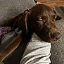 Penny is registered to the contest to win money with this photo: dog, brown_dog, sleeping, resting, arm, person, couch, indoor, wooden_floor, relaxation, close_up, pet, collar, comfort, furniture, cozy, home, domestic_animal, canine, nap