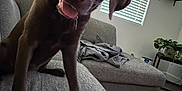 Penny joined the competition — help win amazing prizes! dog, puppy, labrador, chocolate, couch, living_room, window_blinds, curious, tongue_out, pet, indoor, floor, plant, shelf, blanket, modern, home, fur, canine, friendly
