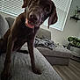 dog, puppy, labrador, chocolate, couch, living_room, window_blinds, curious, tongue_out, pet, indoor, floor, plant, shelf, blanket, modern, home, fur, canine, friendly