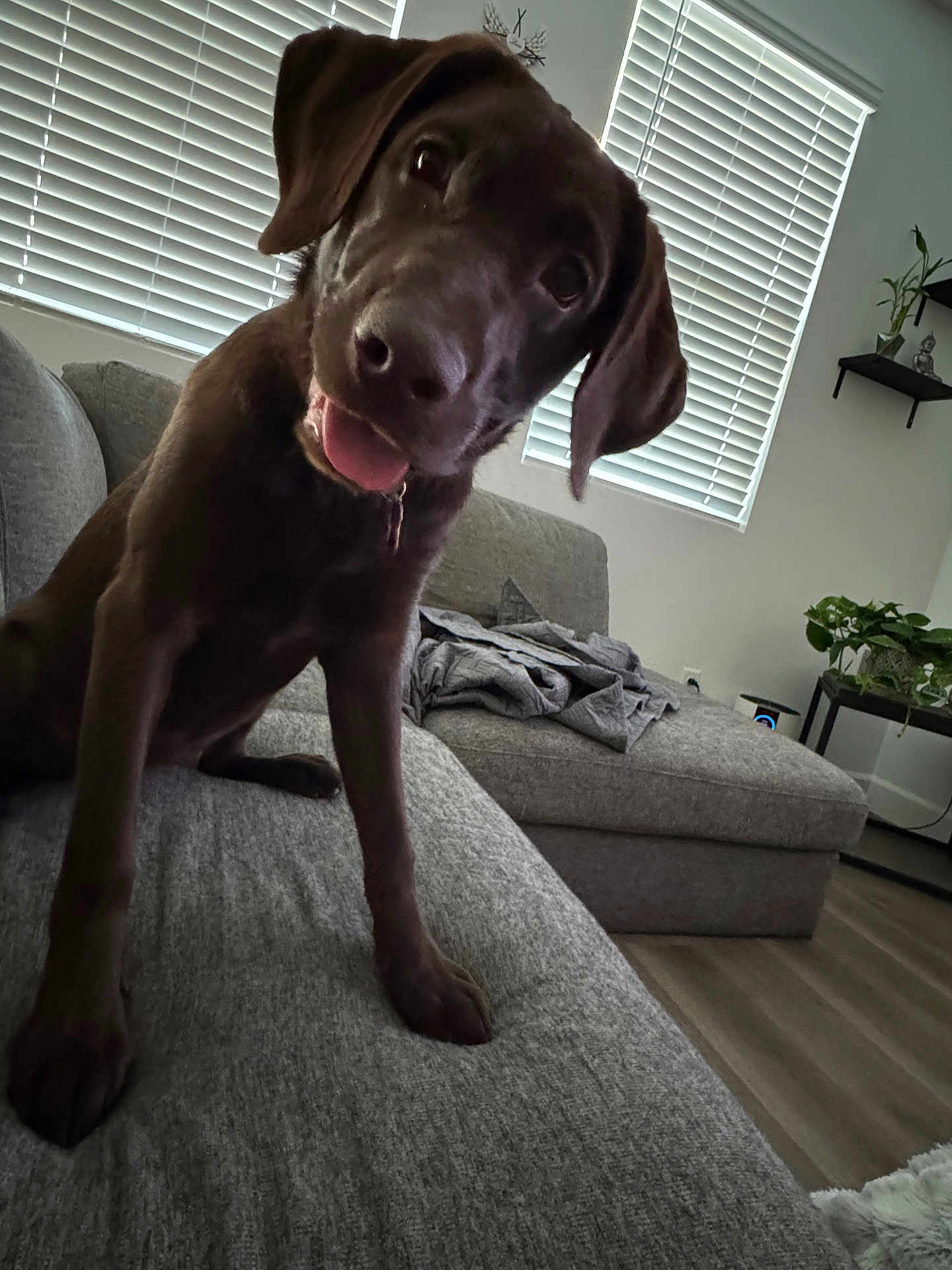Penny