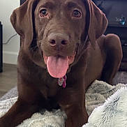Penny joined the competition — help win amazing prizes! dog, labrador, chocolate_labrador, pet, animal, tongue_out, indoor, blanket, fluffy, canine, cute, friendly, lying_down, fur, mammal, companion, domestic_animal, looking_at_camera, floor, cozy