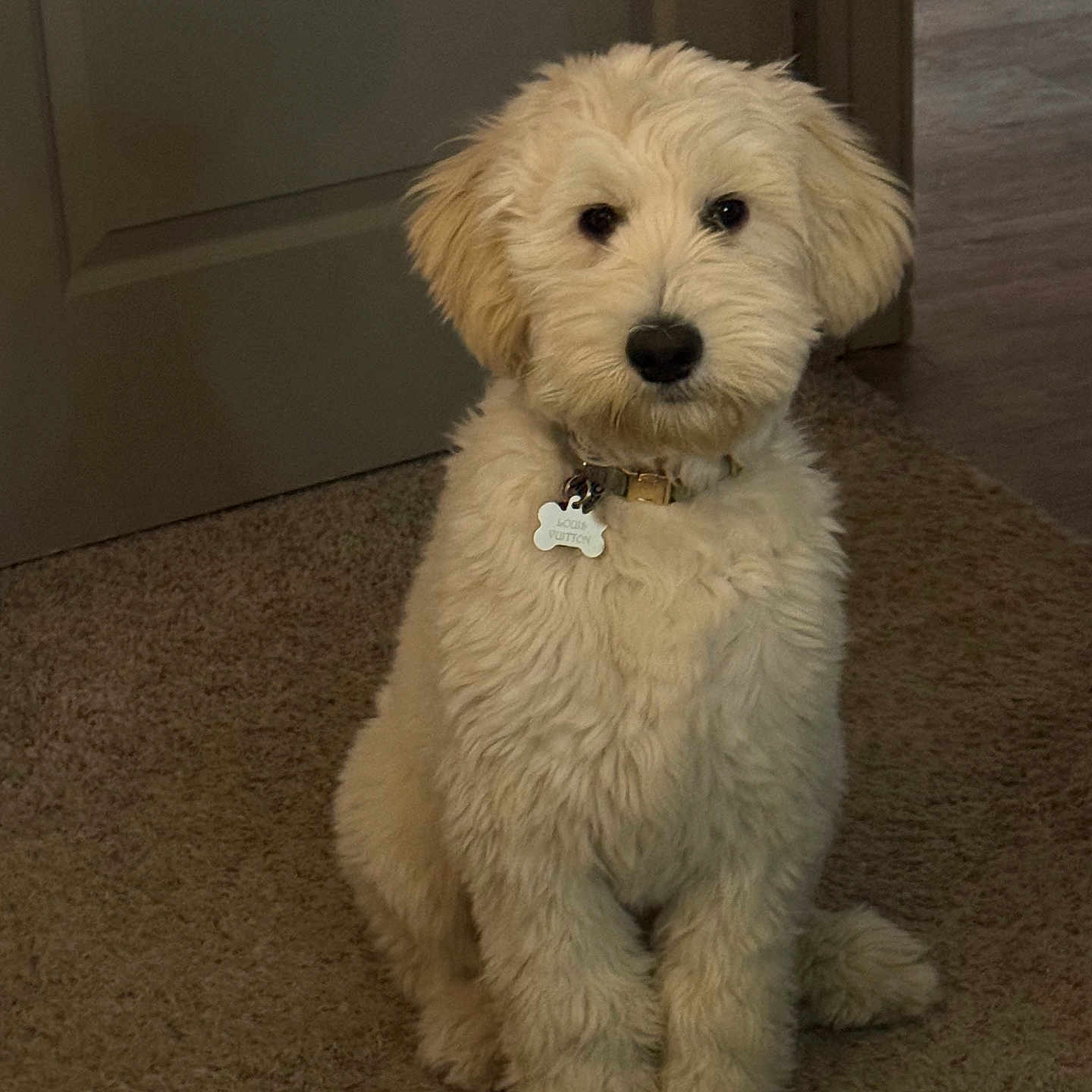 Louis joined the competition — help win amazing prizes! accessories, animal, bison, bodypart, canine, collar, dog, door, eskimodog, hound, indoors, leash, mouth, person, pet, poodle, puppy, terrier, white, whitedog