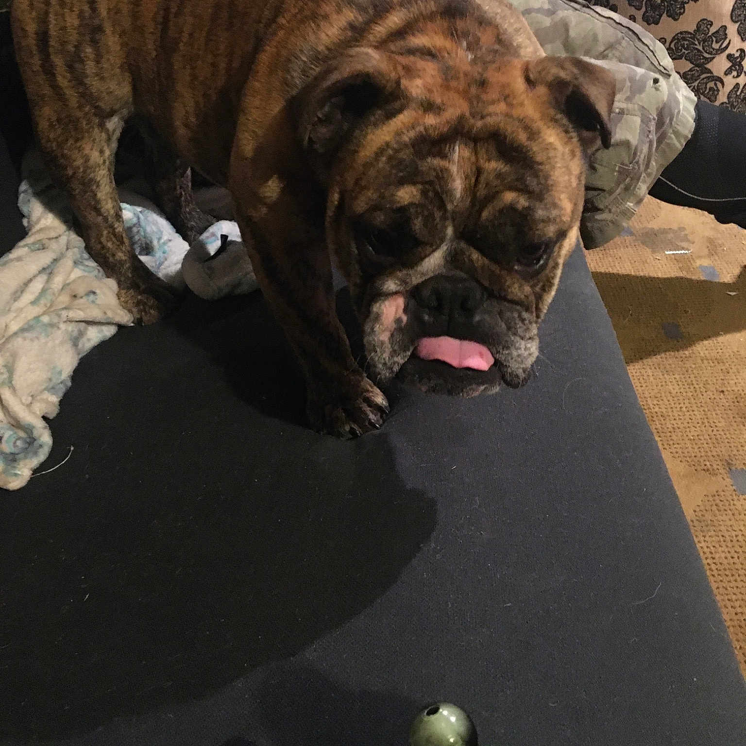 Fat Boy joined the competition — help win amazing prizes! american_bulldog, australian_bulldog, boxer, british_bulldogs, bulldog, bullmastiff, canidae, carnivore, dog, dog_breed, fawn, mammal, molosser, non_sporting_group, old_english_bulldog, olde_english_bulldogge, renascence_bulldogge, snout, sporting_group, valley_bulldog