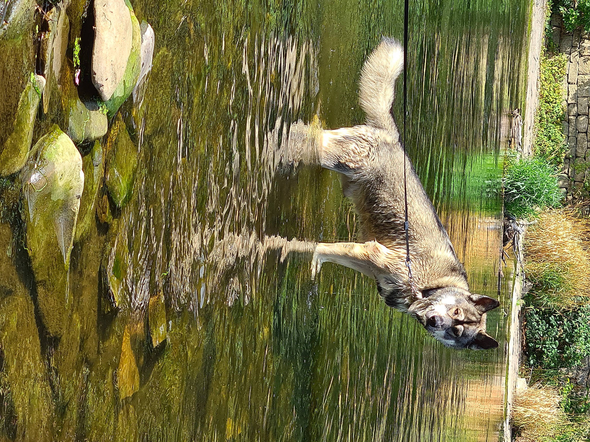 Jett is registered to the contest to win money with this photo: alligator, american_crocodile, beak, bird, grass, grass_family, mammal, natural_landscape, nature_reserve, nile_crocodile, plant, seabird, terrestrial_animal, tree, trunk, vegetation, water, water_bird, wetland, wood