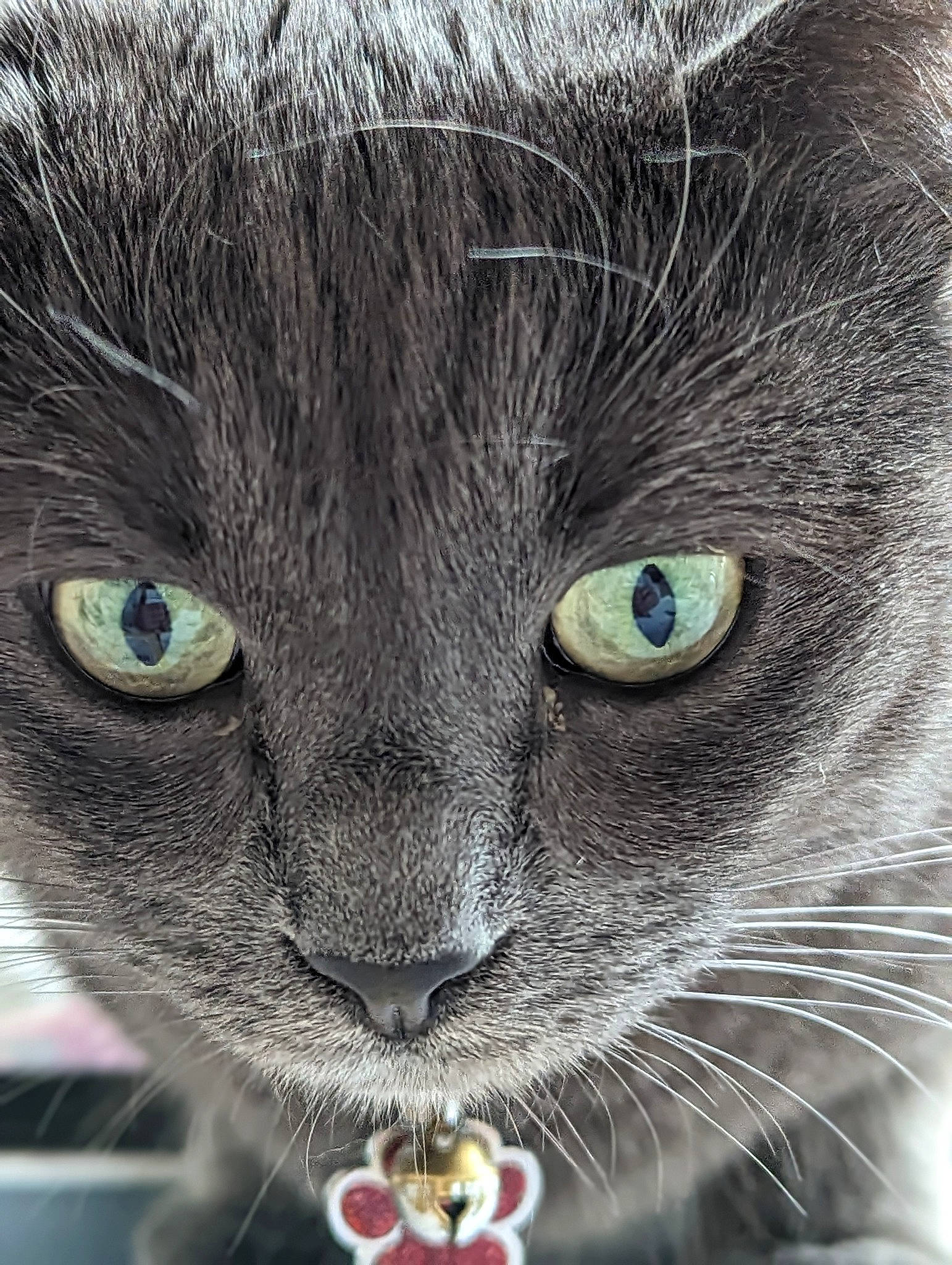 Lana a rejoint le concours — aidez-le/la à gagner de superbes lots ! art, black_cat, carnivore, cat, close_up, domestic_short_haired_cat, electric_blue, felidae, fur, green, grey, iris, mammal, organ, organism, small_to_medium_sized_cats, snout, terrestrial_animal, vertebrate, whiskers