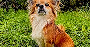 Tóny participe au concours pour gagner de l'argent avec cette photo : dog, animal, outdoor, grass, greenery, nature, pet, canine, fur, ears, sitting, alert, field, bushes, cloudy_sky, mammal, portrait, cute, small_dog, daytime