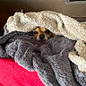 Tóny participe au concours pour gagner de l'argent avec cette photo : dog, blanket, cozy, snuggling, fur, face, cute, pet, indoor, resting, warm, red, gray, white, texture, hiding, comfort, nose, eyes, fur_texture