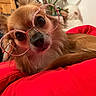 dog, glasses, red_cushion, indoor, wooden_furniture, pet, cute, small_dog, head_tilt, brown_fur, black_nose, whiskers, plush_toy, cozy, portrait, close_up, curious, relaxed, furry, companion