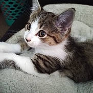 Bubba is registered to the contest to win money with this photo: kitten, cat, pet, animal, feline, whiskers, ears, eyes, fur, striped, white, brown, soft, blanket, indoor, cute, domestic, young, resting, curious