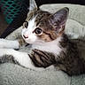 kitten, cat, pet, animal, feline, whiskers, ears, eyes, fur, striped, white, brown, soft, blanket, indoor, cute, domestic, young, resting, curious