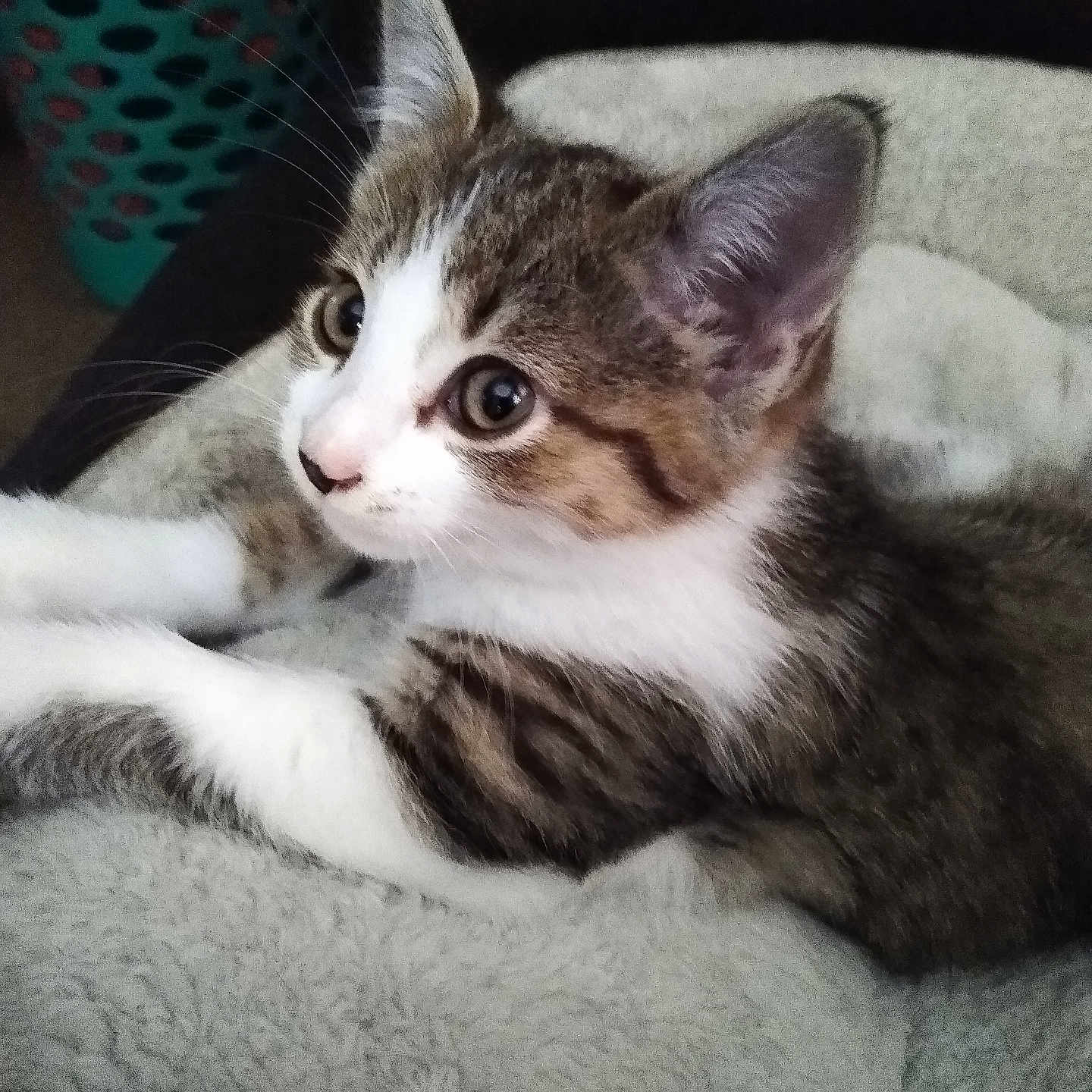 Bubba is registered to the contest to win money with this photo: kitten, cat, pet, animal, feline, whiskers, ears, eyes, fur, striped, white, brown, soft, blanket, indoor, cute, domestic, young, resting, curious