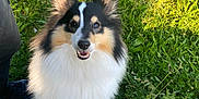 Rosie a rejoint le concours — aidez-le/la à gagner de superbes lots ! animal, canine, closeup, cute, daylight, dog, ears, face, friendly, fur, grass, happy, nature, outdoor, pet, playful, portrait, rocks, smiling, tricolor