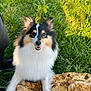 animal, canine, closeup, cute, daylight, dog, ears, face, friendly, fur, grass, happy, nature, outdoor, pet, playful, portrait, rocks, smiling, tricolor