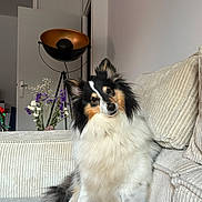 Rosie a rejoint le concours — aidez-le/la à gagner de superbes lots ! canine, corduroy, couch, cozy, curious, dog, domestic, flowers, fur, furniture, head_tilt, indoor, lamp, living_room, pet, pillow, relaxed, sitting, tri_color, vase
