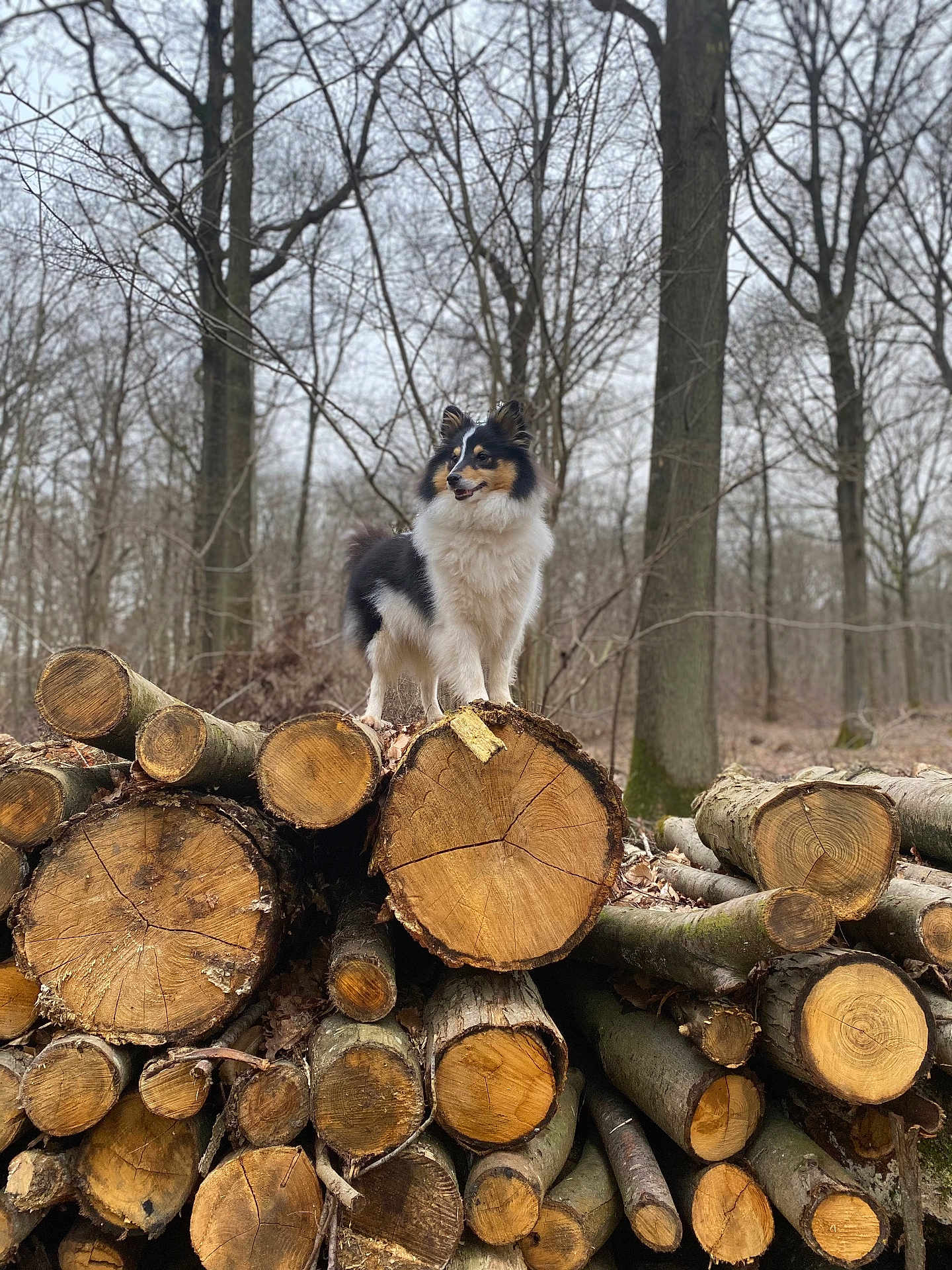 Rosie