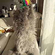 Olaf a rejoint le concours — aidez-le/la à gagner de superbes lots ! animal, cat, couch, cozy, curtains, cute, feathers, fluffy, furniture, furry, gray, indoor, kitten, living_room, pet, playful, small, soft_light, sunlight, toy