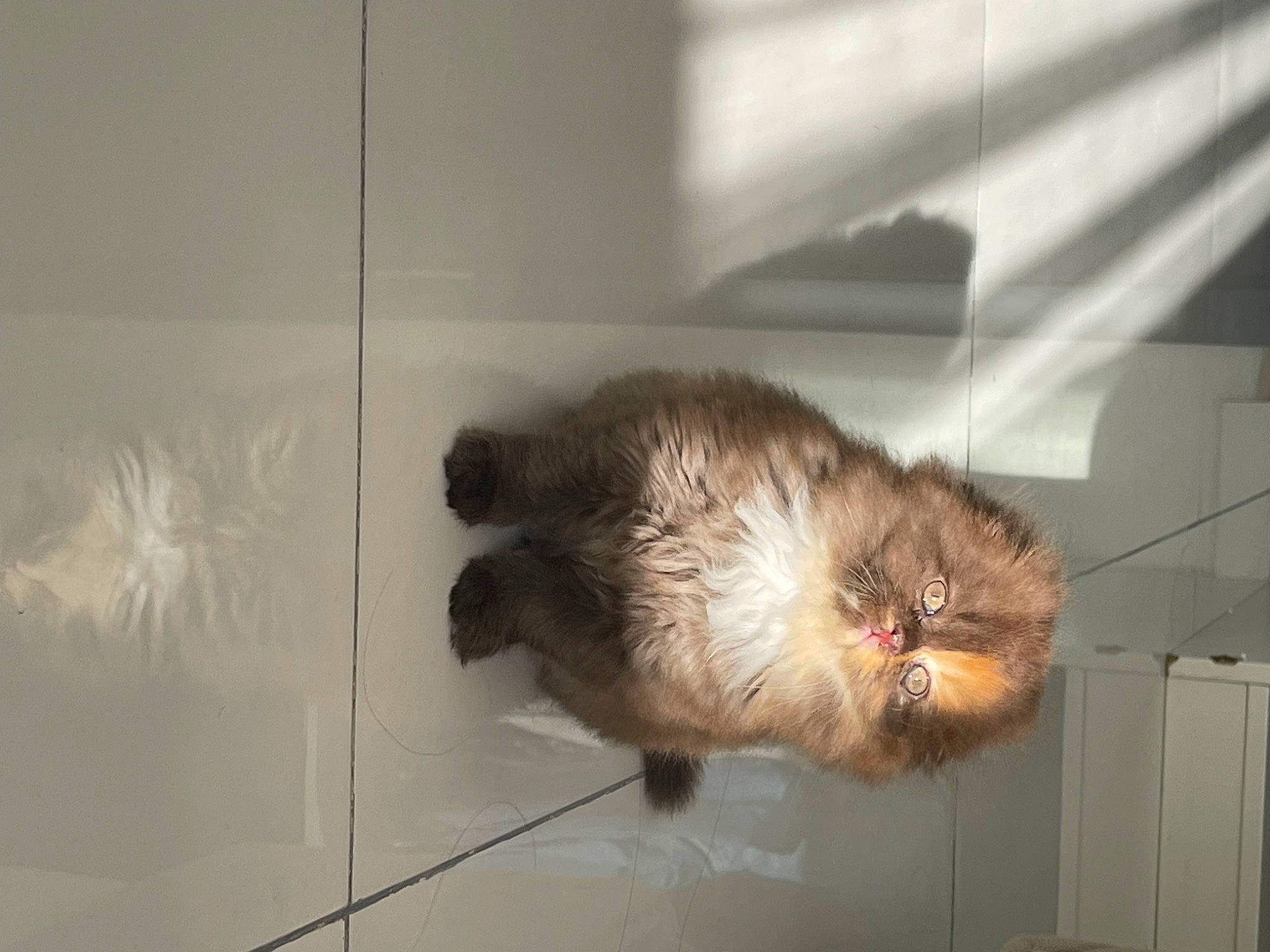 Duman participe au concours pour gagner de l'argent avec cette photo : carnivore, claw, dog_breed, fawn, felidae, ferret, flooring, fur, gas, liver, mouse, mustelidae, polecat, rodent, small_to_medium_sized_cats, snout, sporting_group, tail, terrestrial_animal, whiskers