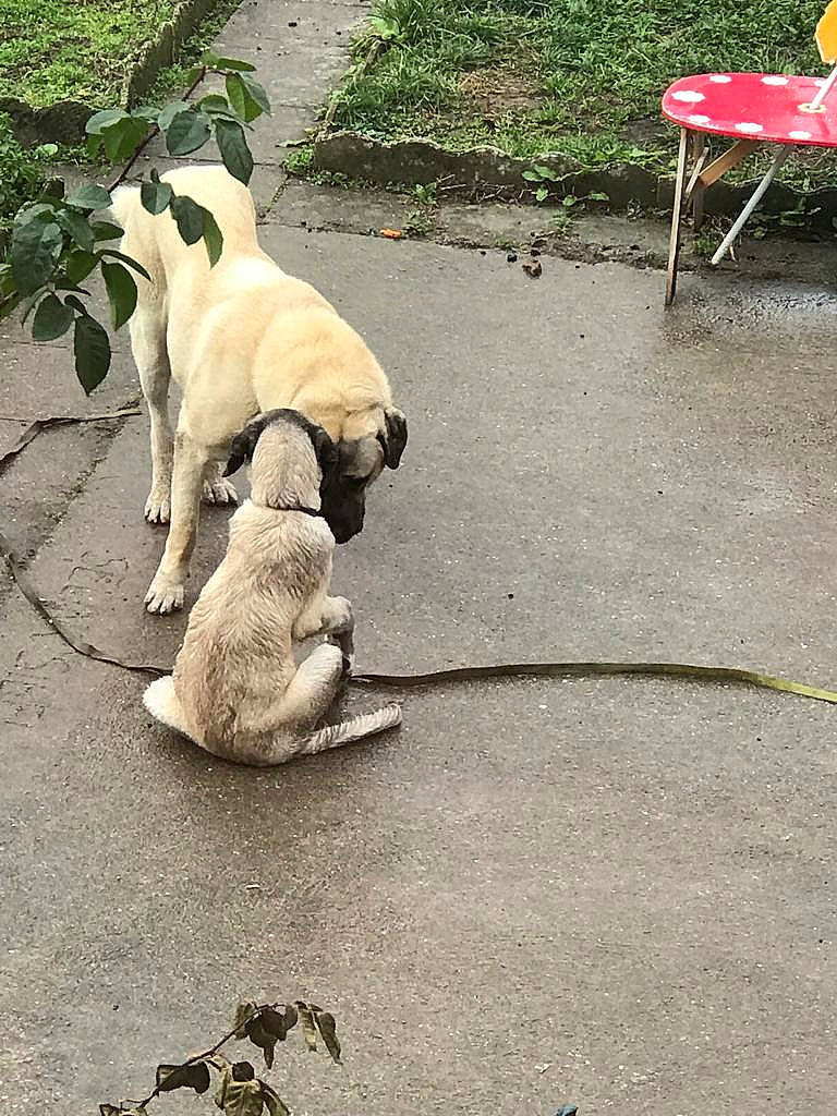 Pacha a rejoint le concours — aidez-le/la à gagner de superbes lots ! asphalt, canidae, carnivore, companion_dog, concrete, dog, dog_breed, fawn, flooring, grass, outdoor_furniture, plant, road_surface, shadow, sidewalk, sitting, sporting_group, street_dog, tail, working_animal