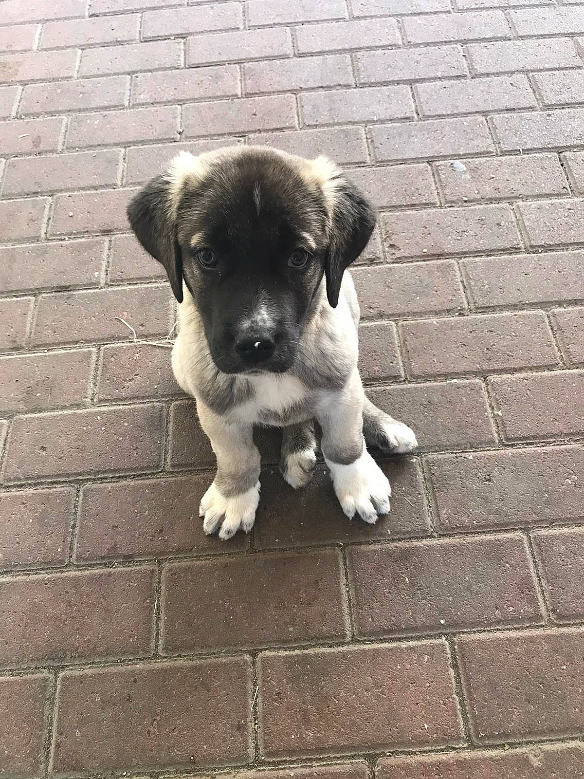 Pacha participe au concours pour gagner de l'argent avec cette photo : art, brick, canidae, carnivore, cobblestone, companion_dog, concrete, dog, dog_breed, fawn, flooring, grey, paw, road_surface, snout, sporting_group, street_dog, tail, toy_dog, working_animal