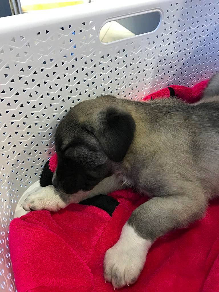 Pacha participe au concours pour gagner de l'argent avec cette photo : automotive_design, automotive_exterior, canidae, carnivore, comfort, companion_dog, dog, dog_breed, dog_supply, fawn, linens, nap, non_sporting_group, paw, sleep, snout, sporting_group, vehicle_door, windshield, working_animal