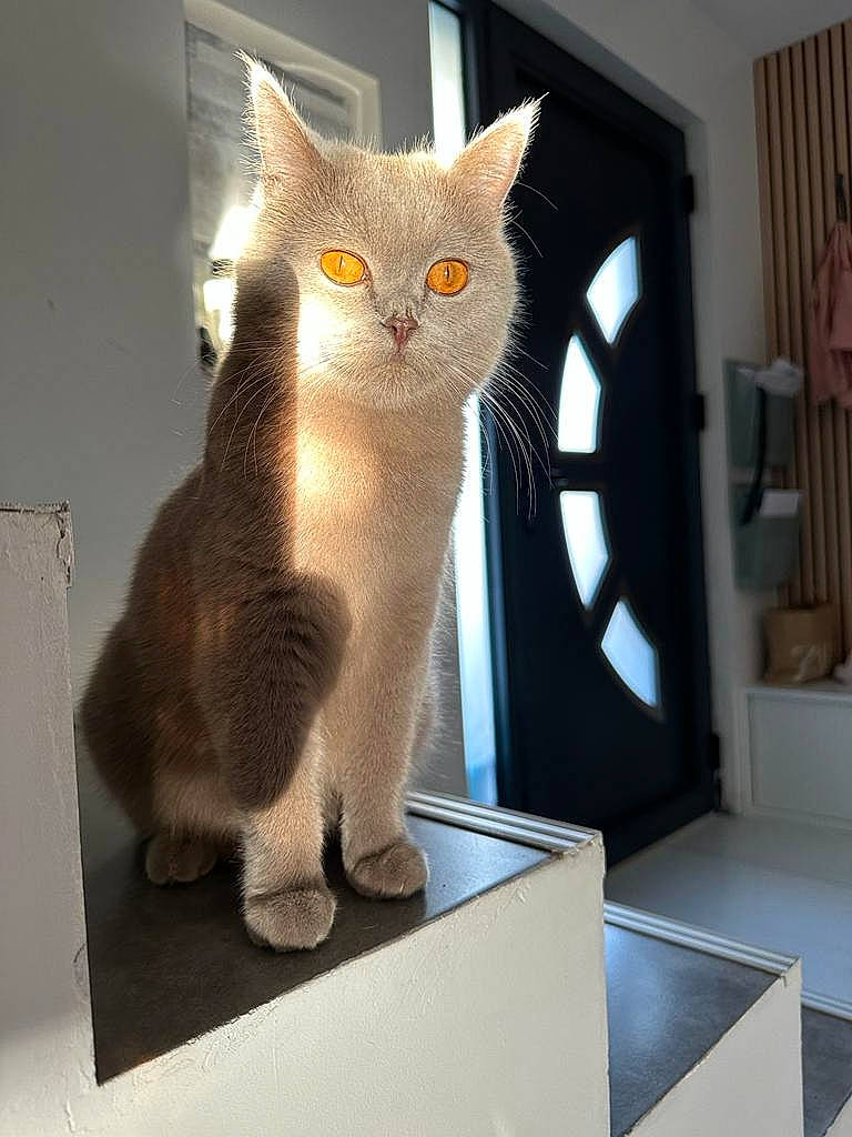 Findik a rejoint le concours — aidez-le/la à gagner de superbes lots ! carnivore, cat, curtain, display_device, domestic_short_haired_cat, fawn, felidae, fur, paw, pet_supply, room, shelf, small_to_medium_sized_cats, snout, tail, visual_arts, whiskers