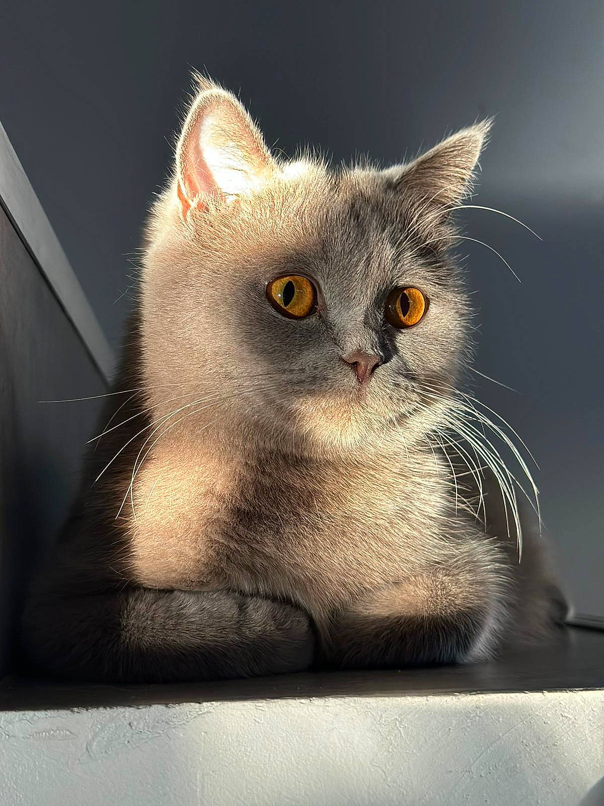 Findik a rejoint le concours — aidez-le/la à gagner de superbes lots ! carnivore, cat, domestic_short_haired_cat, felidae, fur, grey, paw, photo_caption, small_to_medium_sized_cats, snout, still_life_photography, tail, whiskers, window