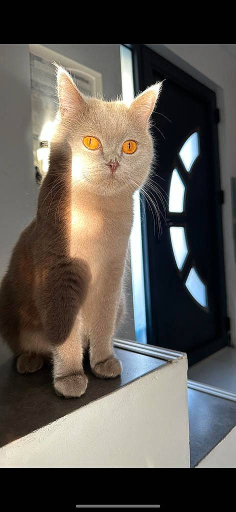 Findik a rejoint le concours — aidez-le/la à gagner de superbes lots ! carnivore, cat, cat_supply, claw, curious, domestic_short_haired_cat, fawn, felidae, fur, paw, pet_supply, small_to_medium_sized_cats, snout, tail, tonkinese, whiskers, window