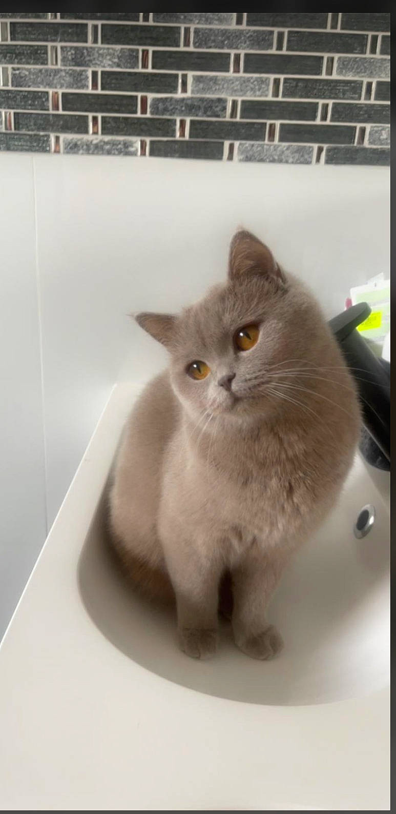 Findik a rejoint le concours — aidez-le/la à gagner de superbes lots ! carnivore, cat, domestic_short_haired_cat, fawn, felidae, fur, grey, paw, russian_blue, small_to_medium_sized_cats, snout, tail, terrestrial_animal, whiskers, window