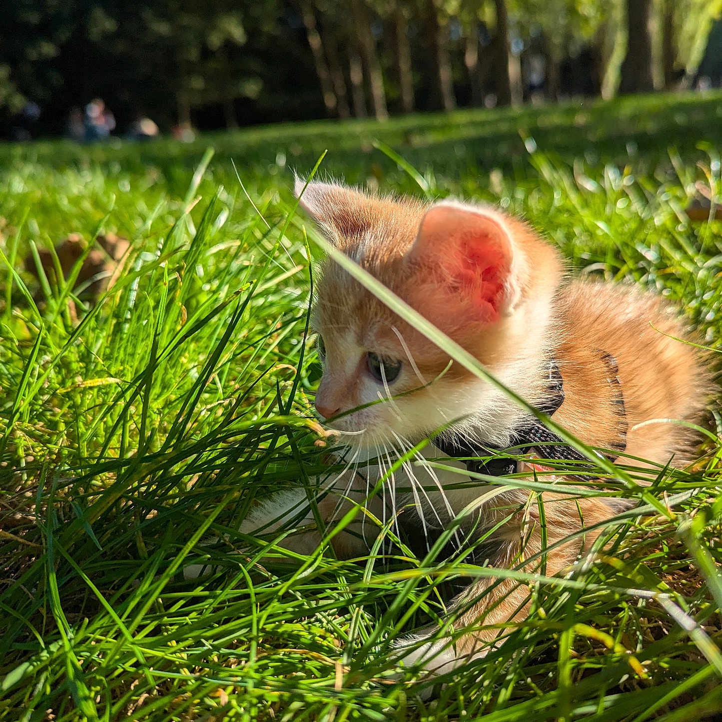 Anto a rejoint le concours — aidez-le/la à gagner de superbes lots ! abyssinian, animal, cat, countryside, field, grass, grassland, green, kitten, lawn, manx, meadow, moss, nature, outdoors, pet, plant, rural, tree, vegetation
