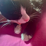 Boots N Pj is registered to the contest to win money with this photo: cat, black_and_white, paw, licking, whiskers, fur, close_up, pink_surface, sunlight, resting, pet, animal, cute, domestic_cat, feline, soft_light, indoor, cozy, warm, relaxed