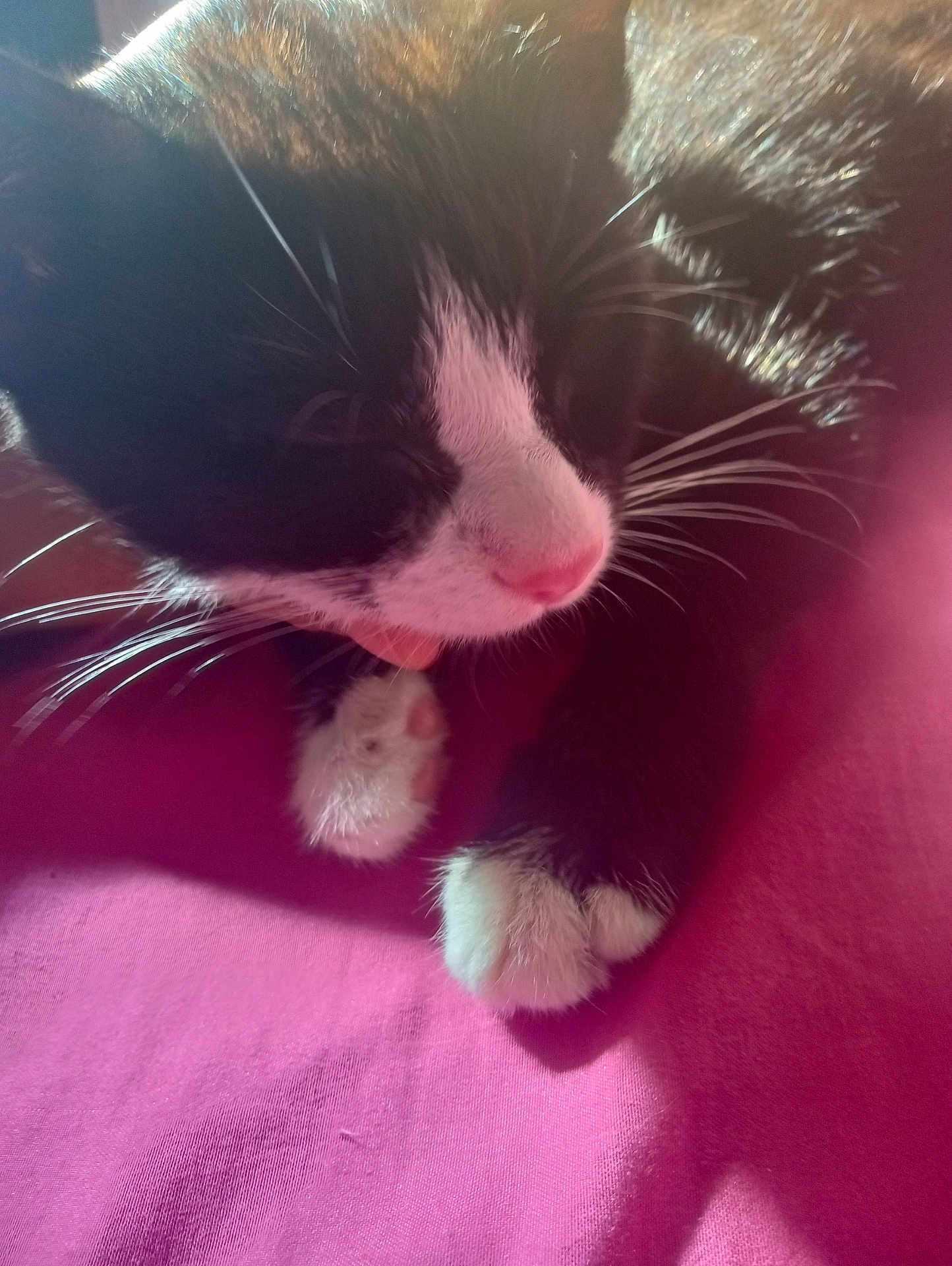 Boots N Pj is registered to the contest to win money with this photo: cat, black_and_white, paw, licking, whiskers, fur, close_up, pink_surface, sunlight, resting, pet, animal, cute, domestic_cat, feline, soft_light, indoor, cozy, warm, relaxed