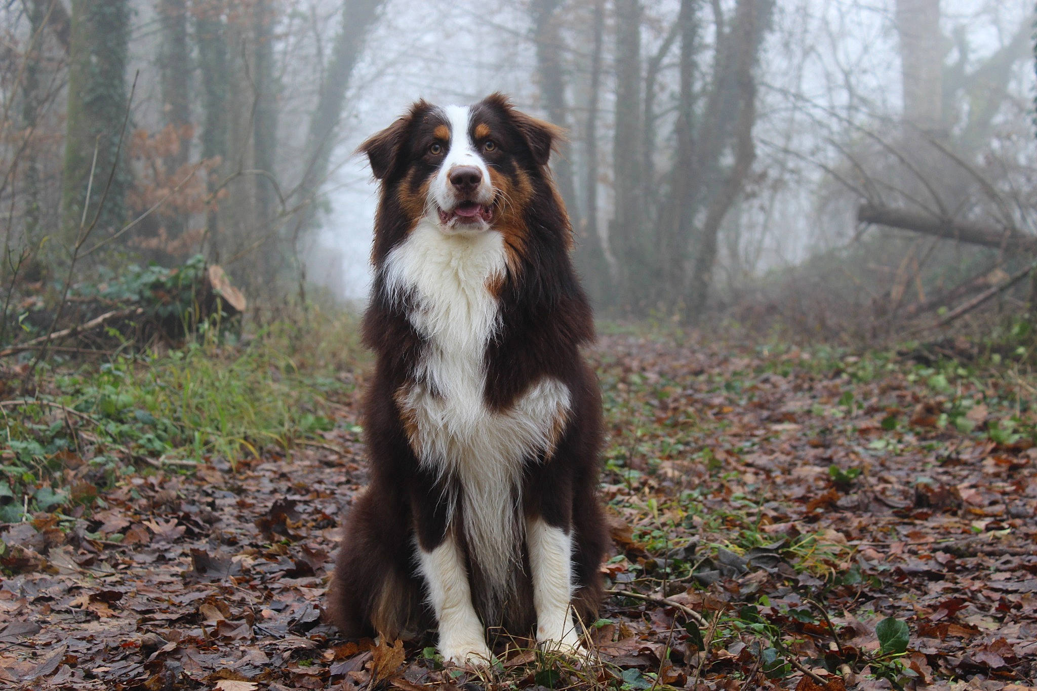 Ursule participe au concours pour gagner de l'argent avec cette photo : bernese_mountain_dog, canidae, carnivore, companion_dog, dog, dog_breed, forest, grass, hunting_dog, liver, natural_landscape, plant, snout, sporting_group, terrestrial_animal, tree, twig, wood, woodland, working_dog