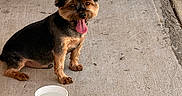 Cooper Bachu joined the competition — help win amazing prizes! dog, pet, sitting, tongue_out, paper_cup, water, concrete_floor, outdoor, chair, fabric, colorful, small_dog, happy, fur, ears, animal, companion, cute, domestic, resting
