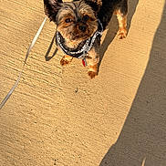 Cooper Bachu joined the competition — help win amazing prizes! dog, small_dog, leash, shadow, concrete, outdoor, sunlight, pet, ears, fur, looking_up, close_up, walking, daylight, animal, companion, cute, alert, standing, portrait